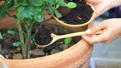 Hoe gebruik je koffiedik in de moestuin: de beste en meest effectieve meststof