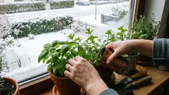 Je vensterbank verandert in een moestuin: groenten en kruiden die je thuis makkelijk kunt kweken in de winter