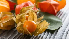 Wat is physalis en hoe eet je het? Een expert vertelt over deze exotische vrucht