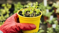 Wat kun je in februari voorzaaien? 5 gewassen voor een vroege oogst en bloei