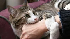 Ze zullen je haten: plekken op het lichaam van katten die je nooit mag aanraken